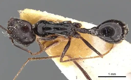 Ocymyrmex turneri - CASENT0900393
