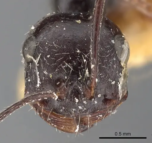 Ocymyrmex turneri - CASENT0900393