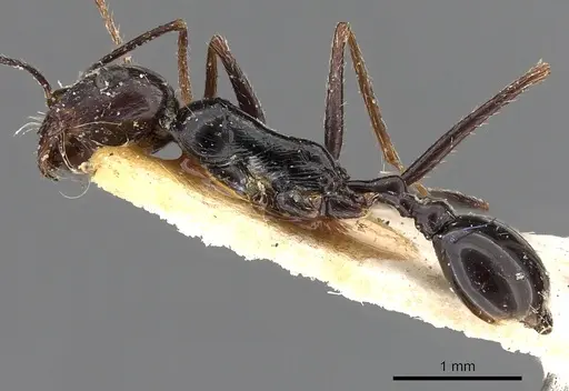 Ocymyrmex turneri - CASENT0900393