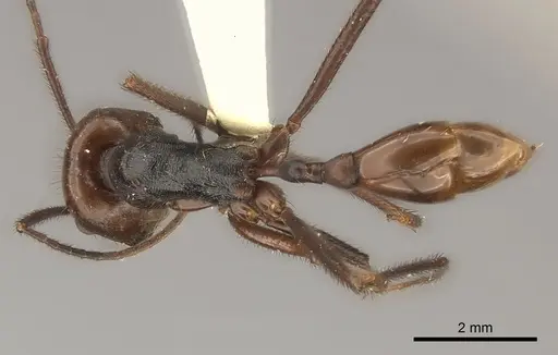 Ocymyrmex velox specimen