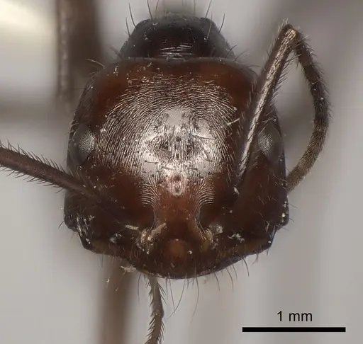 Ocymyrmex velox specimen