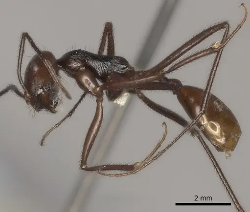 Ocymyrmex velox specimen