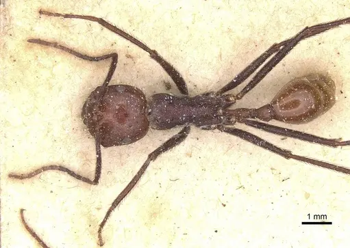 Ocymyrmex velox - CASENT0913239