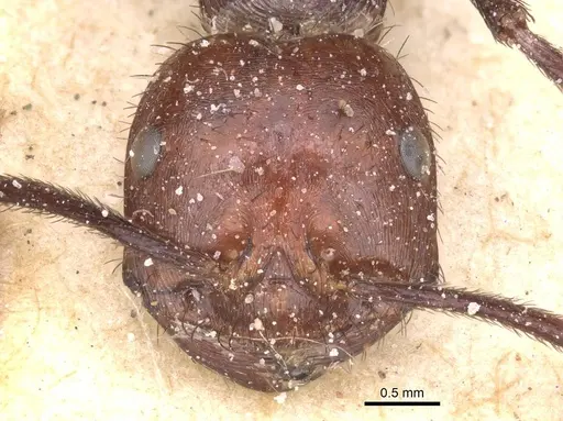 Ocymyrmex velox - CASENT0913239