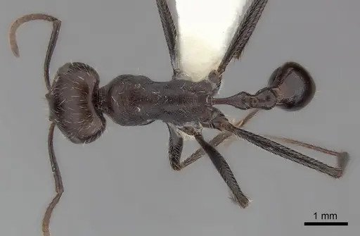 Ocymyrmex weitzeckeri specimen