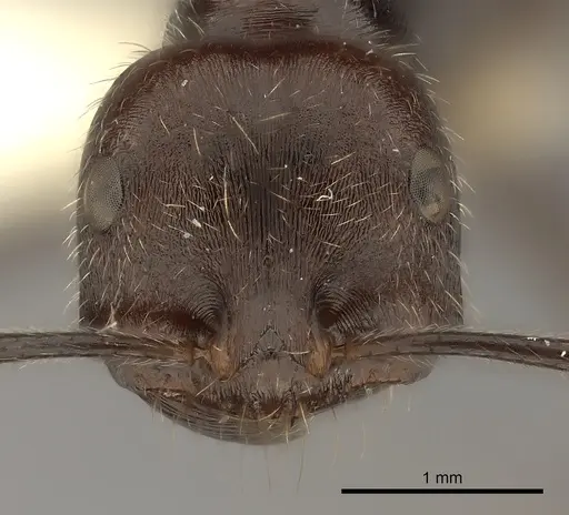 Ocymyrmex weitzeckeri specimen