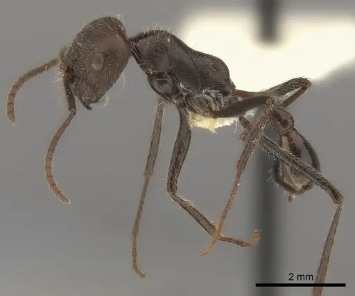 Ocymyrmex weitzeckeri specimen