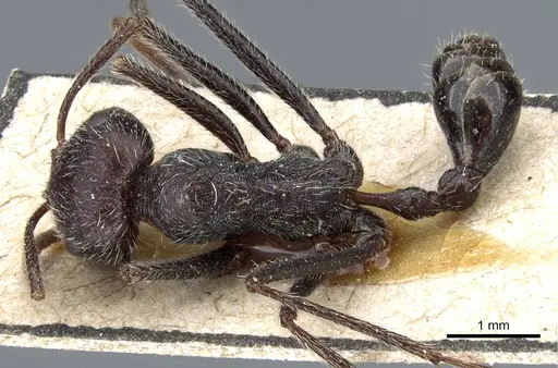 Ocymyrmex weitzeckeri - CASENT0904785