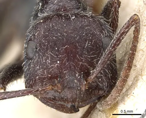 Ocymyrmex weitzeckeri - CASENT0904785