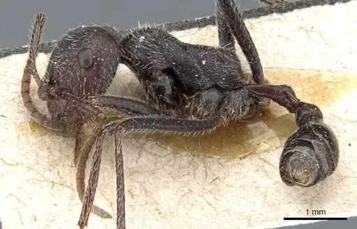 Ocymyrmex weitzeckeri - CASENT0904785