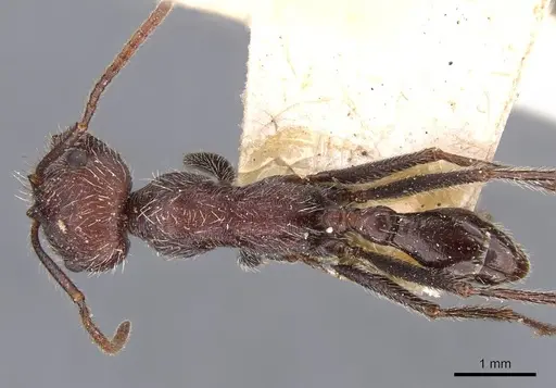 Ocymyrmex weitzeckeri - CASENT0909079