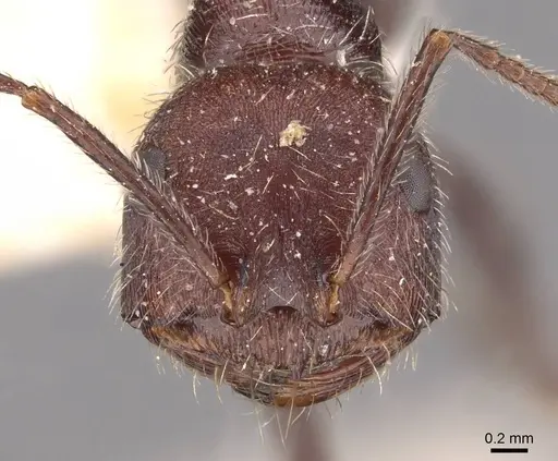 Ocymyrmex weitzeckeri - CASENT0909079
