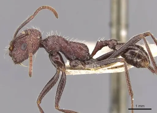 Ocymyrmex weitzeckeri - CASENT0909079