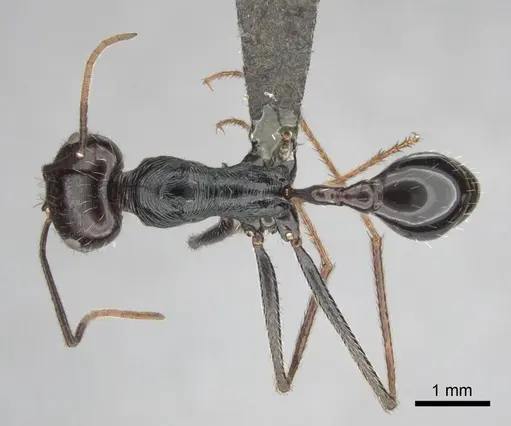 Ocymyrmex zekhem specimen