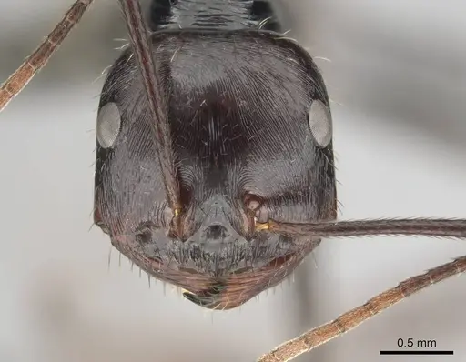Ocymyrmex zekhem specimen