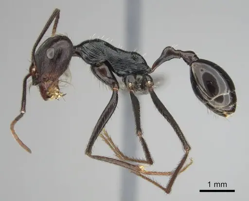 Ocymyrmex zekhem - CASENT0814160