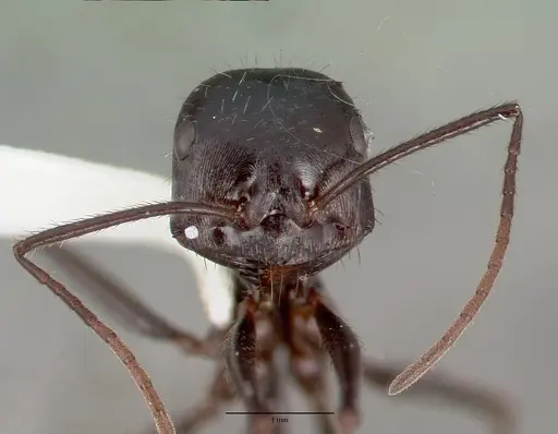 Ocymyrmex zekhem - CASTYPE13685