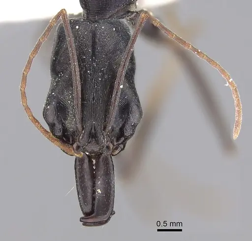 Odontomachus aciculatus specimen