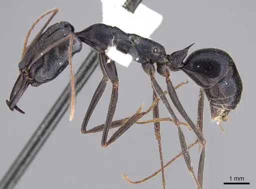 Odontomachus aciculatus specimen