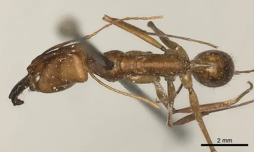 Odontomachus affinis specimen