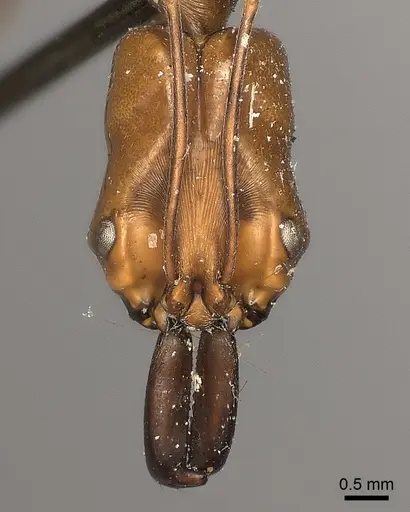 Odontomachus affinis specimen
