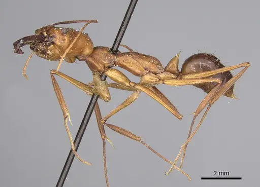 Odontomachus affinis - CASENT0923413