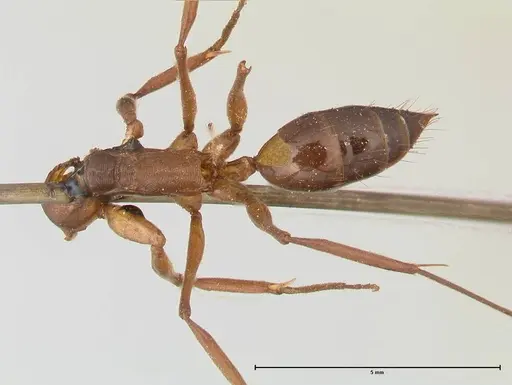 Odontomachus affinis - FOCOL0682