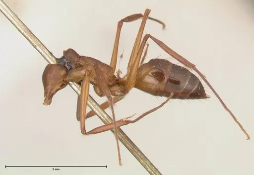 Odontomachus affinis - FOCOL0682