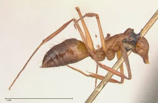 Odontomachus affinis - FOCOL0682