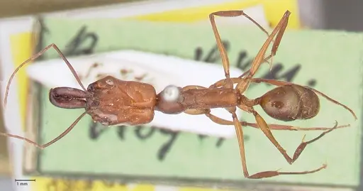 Odontomachus affinis - FOCOL1055