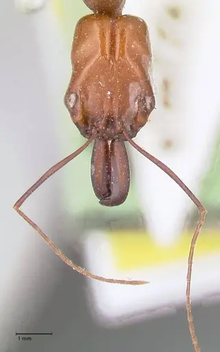 Odontomachus affinis - FOCOL1055