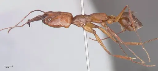 Odontomachus affinis - FOCOL1055