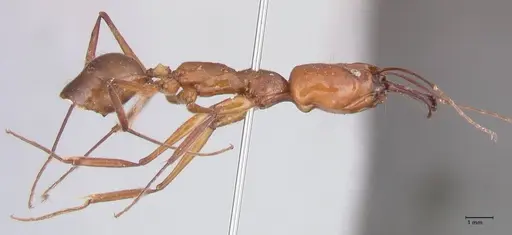 Odontomachus affinis - FOCOL1055