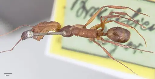 Odontomachus affinis - FOCOL1056