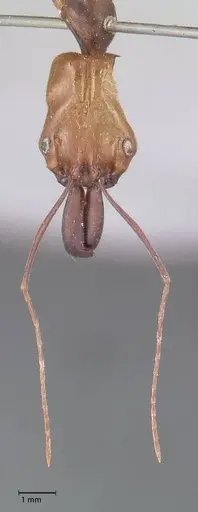 Odontomachus affinis - FOCOL1056