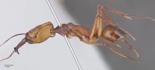 Odontomachus affinis - FOCOL1056