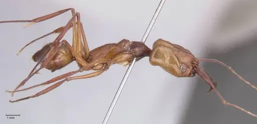 Odontomachus affinis - FOCOL1056