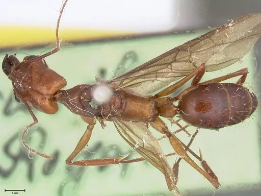 Odontomachus affinis - FOCOL1057