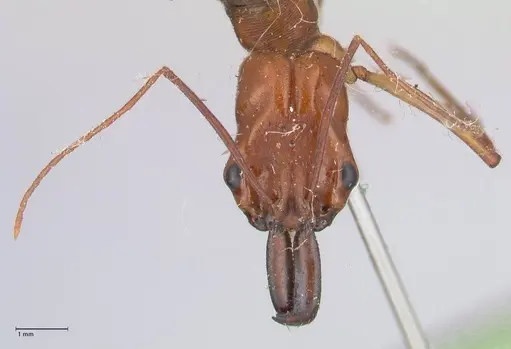 Odontomachus affinis - FOCOL1057