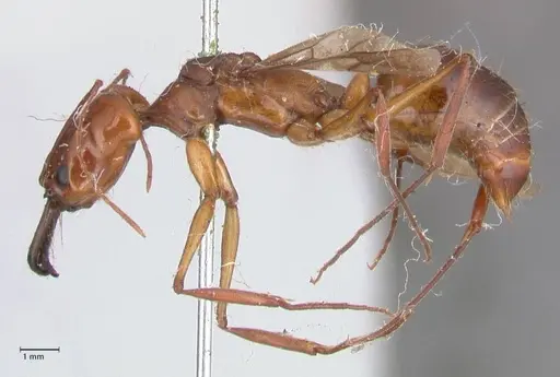 Odontomachus affinis - FOCOL1057