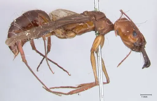 Odontomachus affinis - FOCOL1057