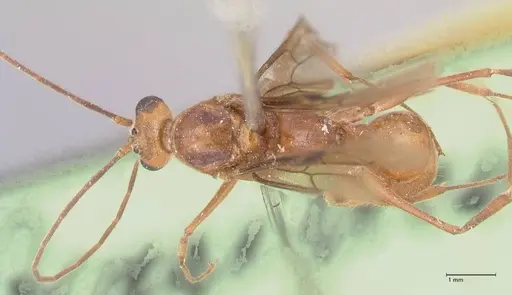 Odontomachus affinis - FOCOL1058