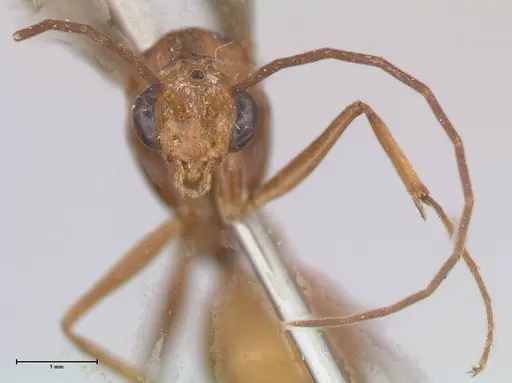 Odontomachus affinis - FOCOL1058