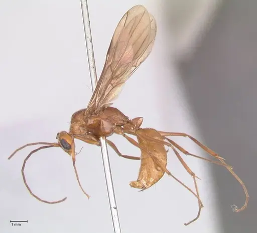 Odontomachus affinis - FOCOL1058