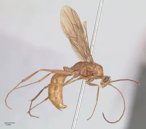 Odontomachus affinis - FOCOL1058