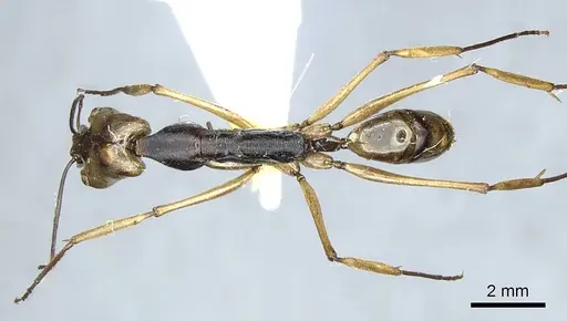 Odontomachus alius specimen