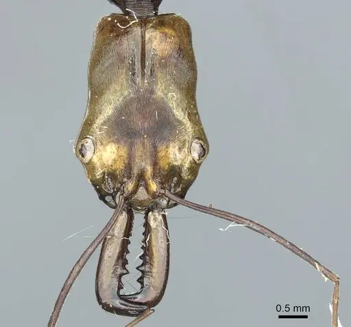 Odontomachus alius specimen
