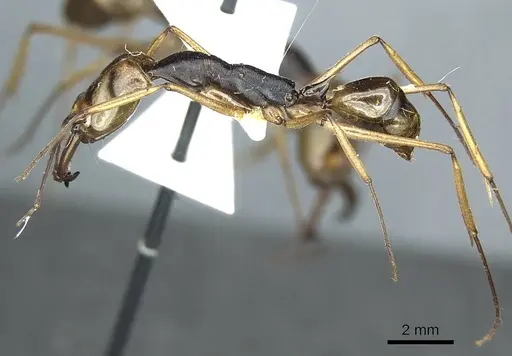 Odontomachus alius specimen