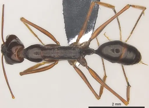 Odontomachus angulatus specimen