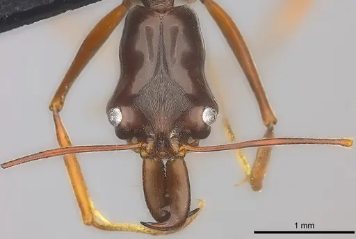 Odontomachus angulatus specimen